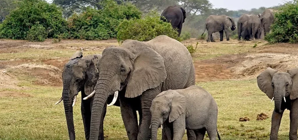 When Was Murchison Falls National Park Established?