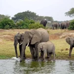 When Was Murchison Falls National Park Established?