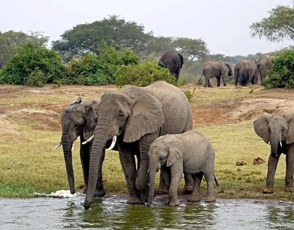 When Was Murchison Falls National Park Established?