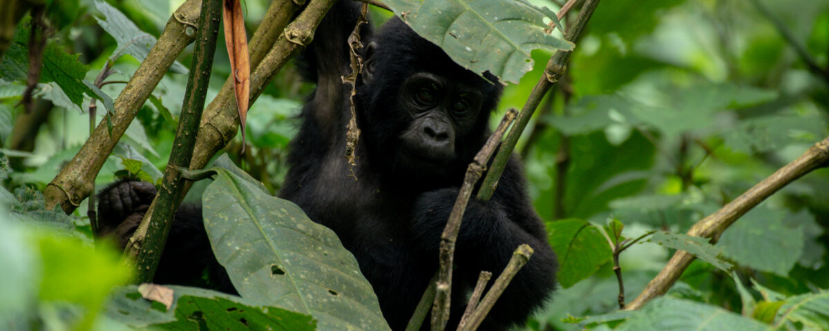 Mountain Gorilla Trekking in Mgahinga Gorilla National Park