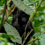 Mountain Gorilla Trekking in Mgahinga Gorilla National Park