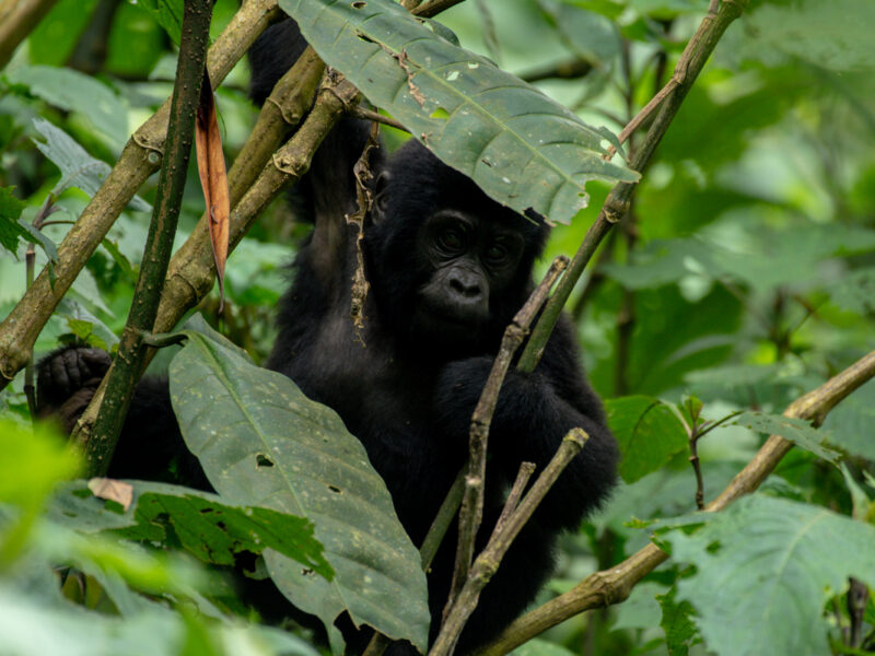 Uganda Gorilla Trekking Safari