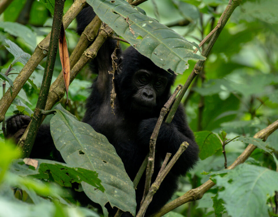 Mountain Gorilla Trekking in Mgahinga Gorilla National Park