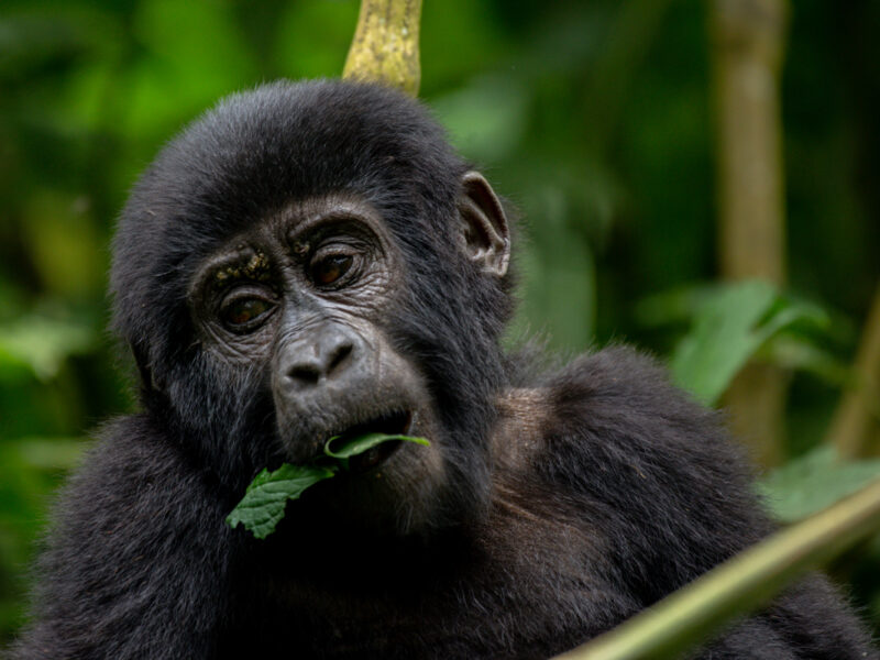Gorilla Trekking Safari Experience