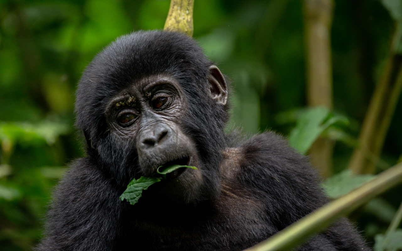Gorilla Trekking Safari Experience