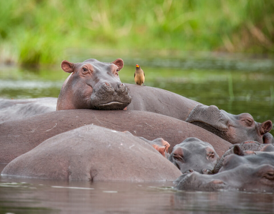 Travel to Murchison Falls National Park
