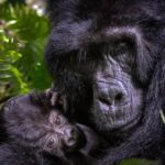 Mountain Gorilla Trekking in Mgahinga Gorilla National Park