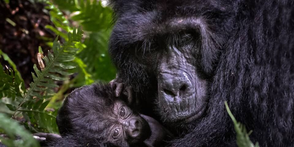 Gorilla Trekking Safari Experience