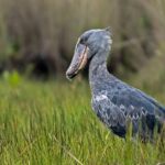 What Bird Species Can Be Found in the Park?