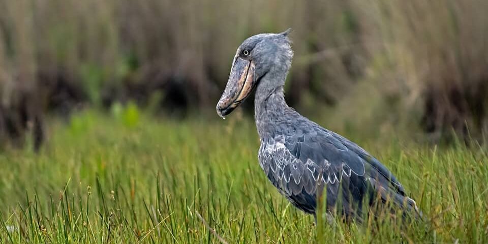 What Bird Species Can Be Found in the Park?