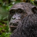 Chimpanzee Tracking Adventures in Kibale Forest National Park