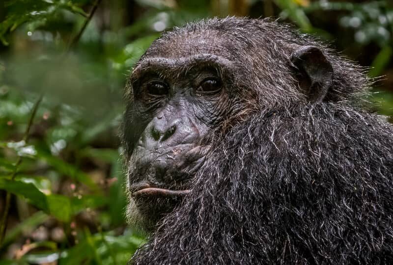 Uganda Chimpanzee Safari