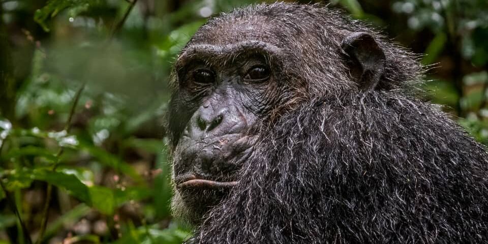Chimpanzee Tracking Adventures in Kibale Forest National Park