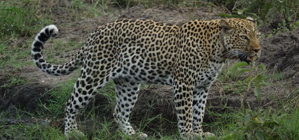 Uganda Wildlife Safari