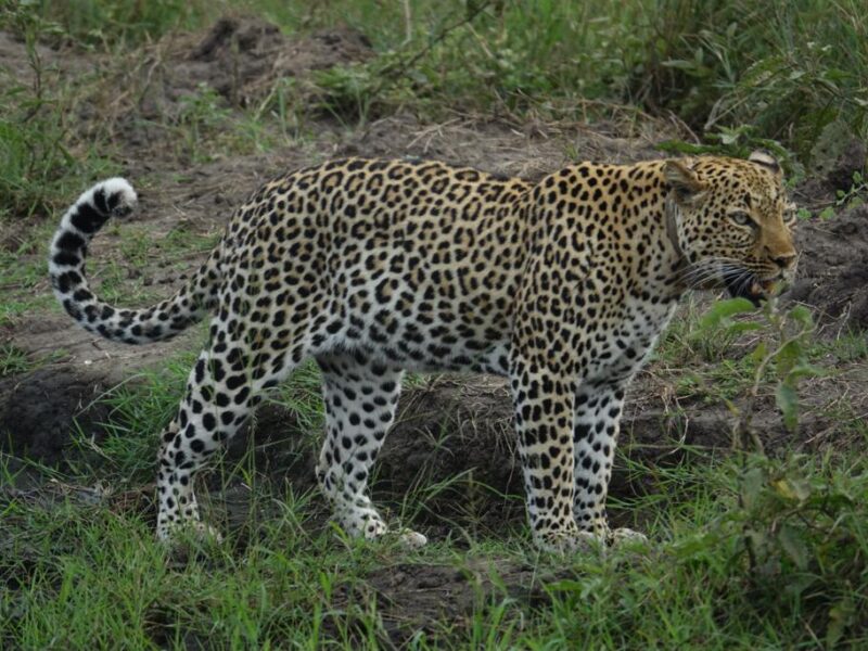 Uganda Wildlife Safari