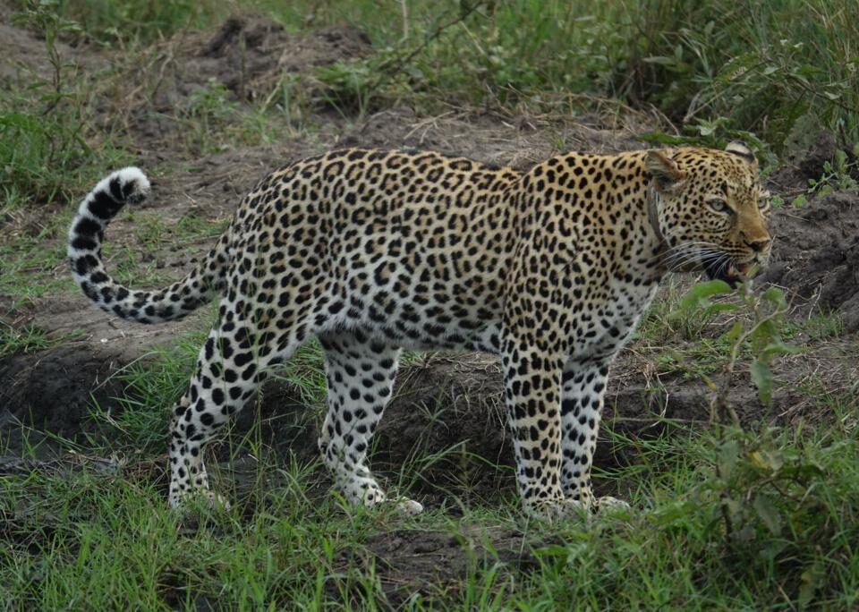 Uganda Wildlife Safari
