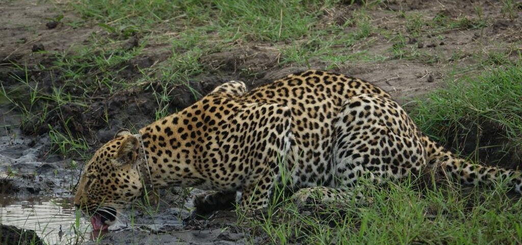 Are Game Drives Available