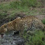 Are Game Drives Available