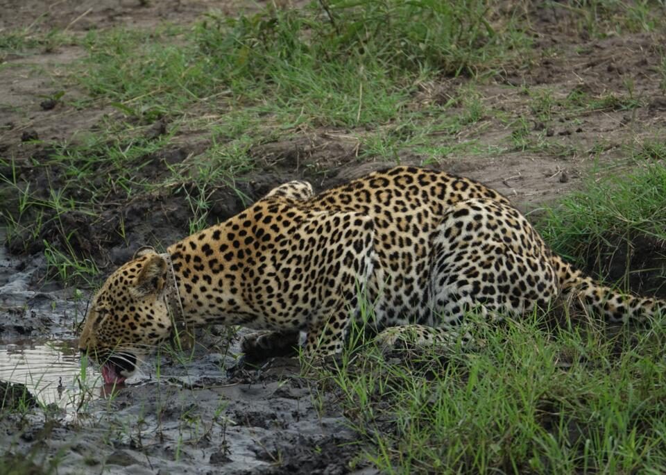 Are Game Drives Available