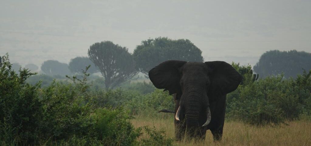 Are There Big Five Animals in Murchison Falls National Park