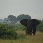 Are There Big Five Animals in Murchison Falls National Park