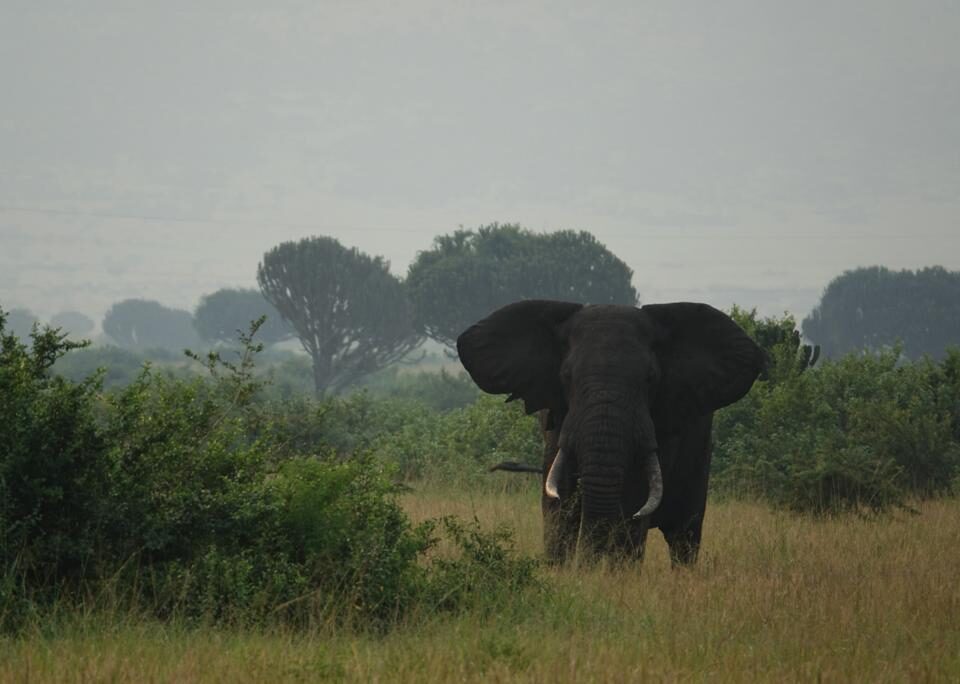 Are There Big Five Animals in Murchison Falls National Park