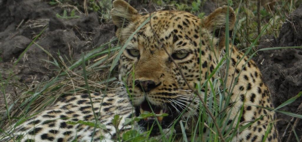 Uganda Big Five Safari