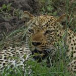 Uganda Big Five Safari