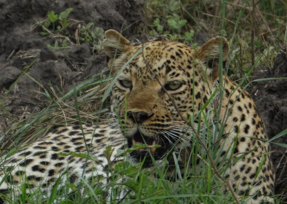 Uganda Big Five Safari