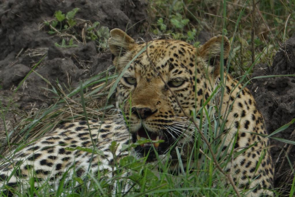 7 Days Uganda Big Five Safari