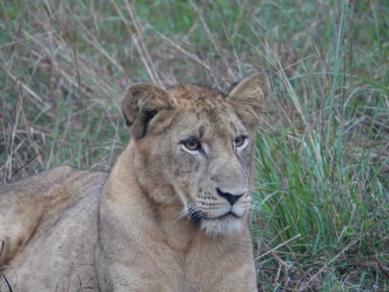 Uganda Wildlife Adventure