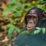 chimpanzee-tracking-safari-experience