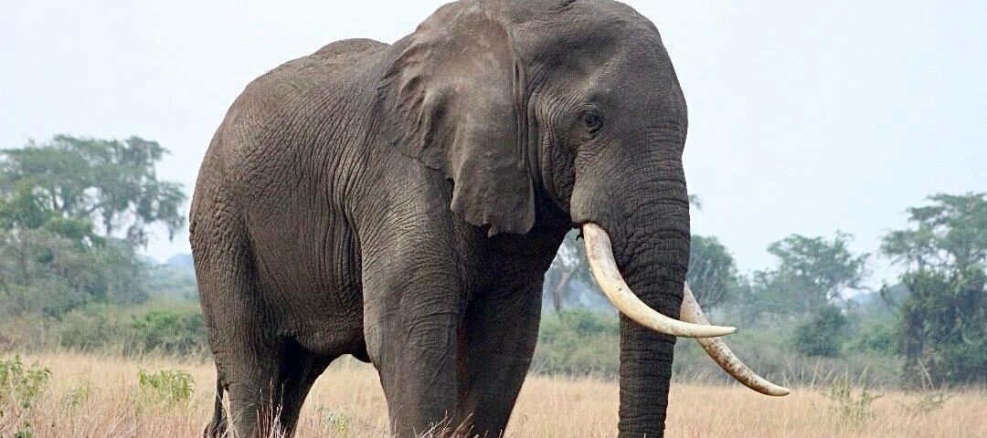 Murchison Falls National Park