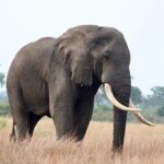 Murchison Falls National Park