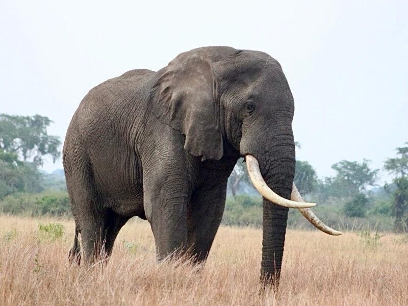 Murchison Falls National Park