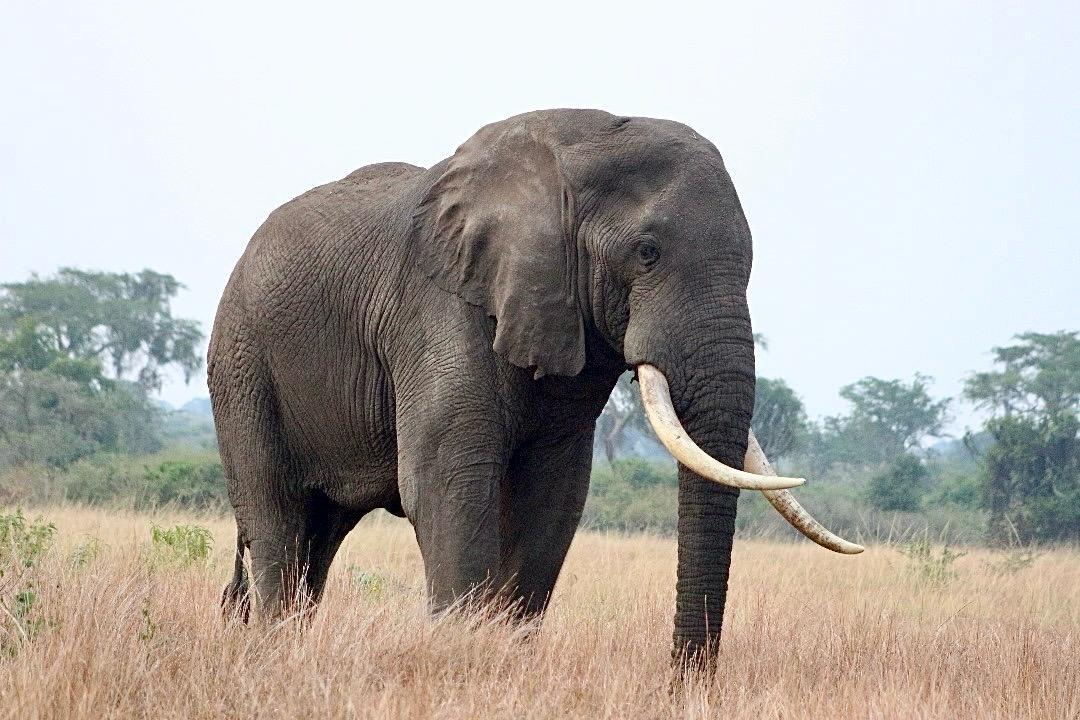 Murchison Falls National Park