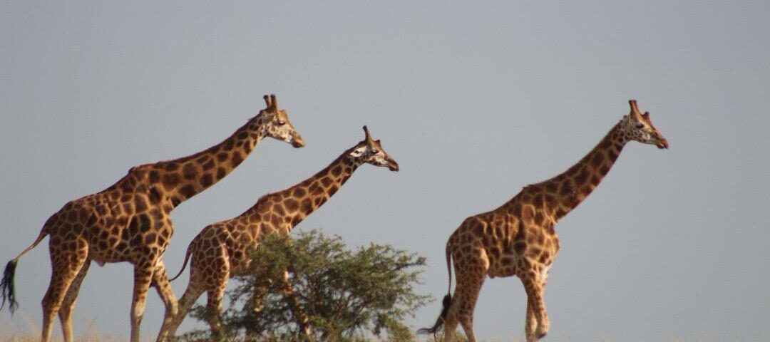 What Makes Murchison Falls National Park Unique