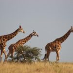 What Makes Murchison Falls National Park Unique