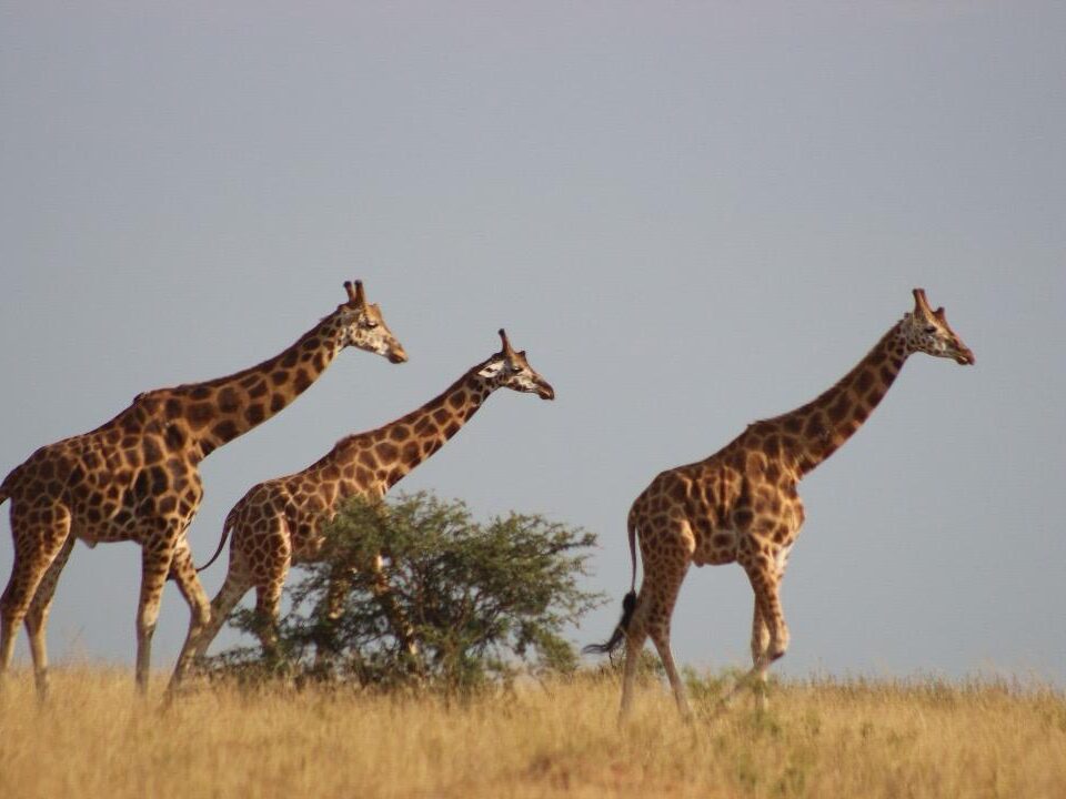 What Makes Murchison Falls National Park Unique