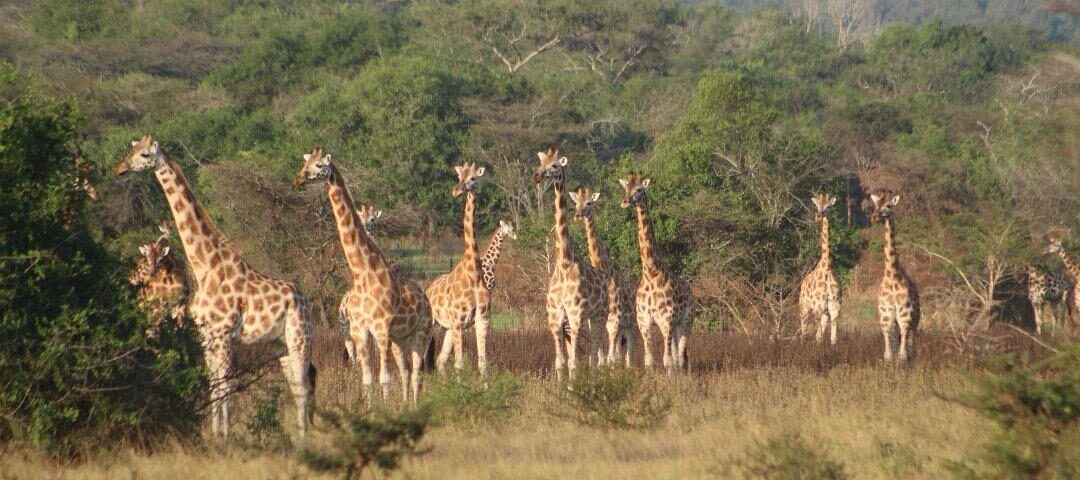 Places to Visit from Murchison Falls National Park