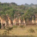 Places to Visit from Murchison Falls National Park