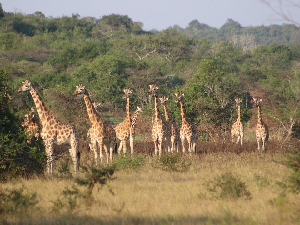 Places to Visit from Murchison Falls National Park
