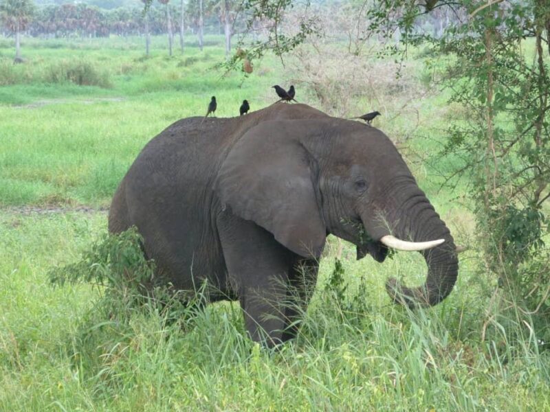 Murchison Falls Tours