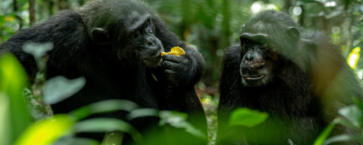 Visit Ngamba Island Chimpanzee Sanctuary