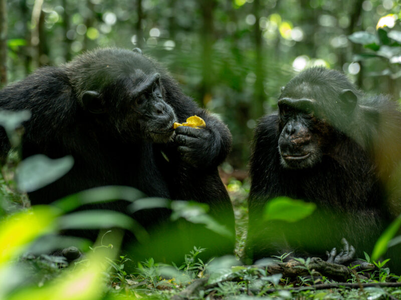 Chimpanzee Tracking Safari