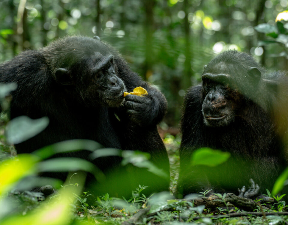Visit Ngamba Island Chimpanzee Sanctuary