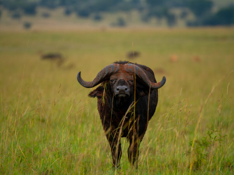 Murchison Falls Tours
