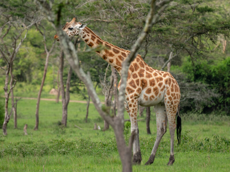 Murchison Falls Tours