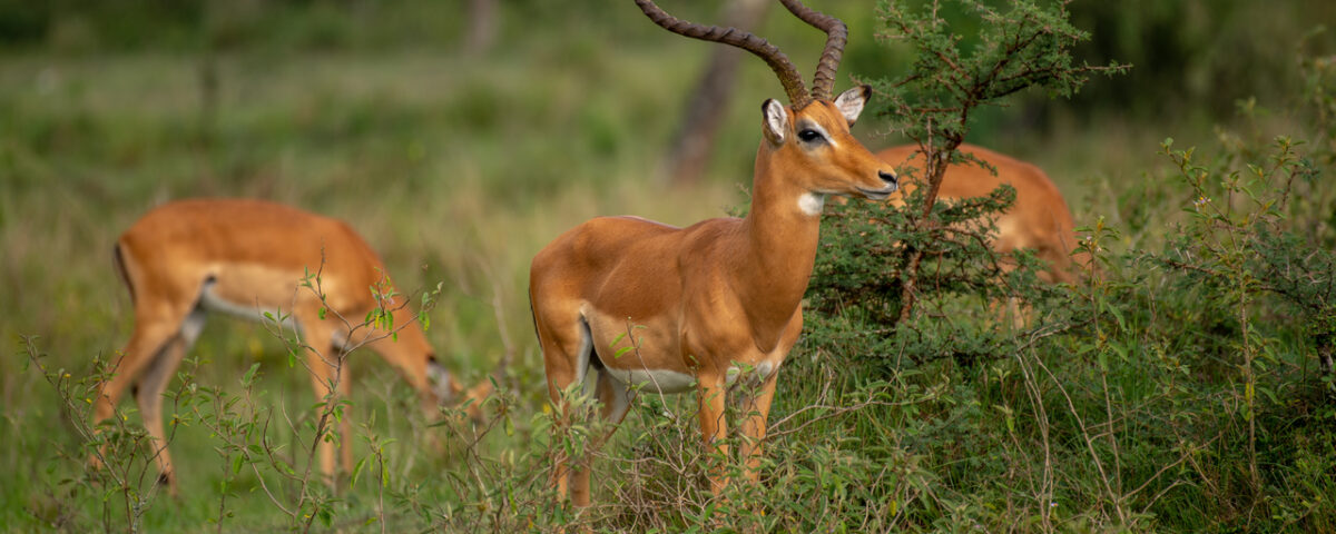 Murchison Falls National Park