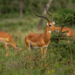 Murchison Falls National Park